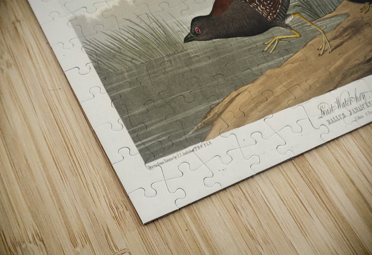 Least Water-hen IStockHistory com Puzzle