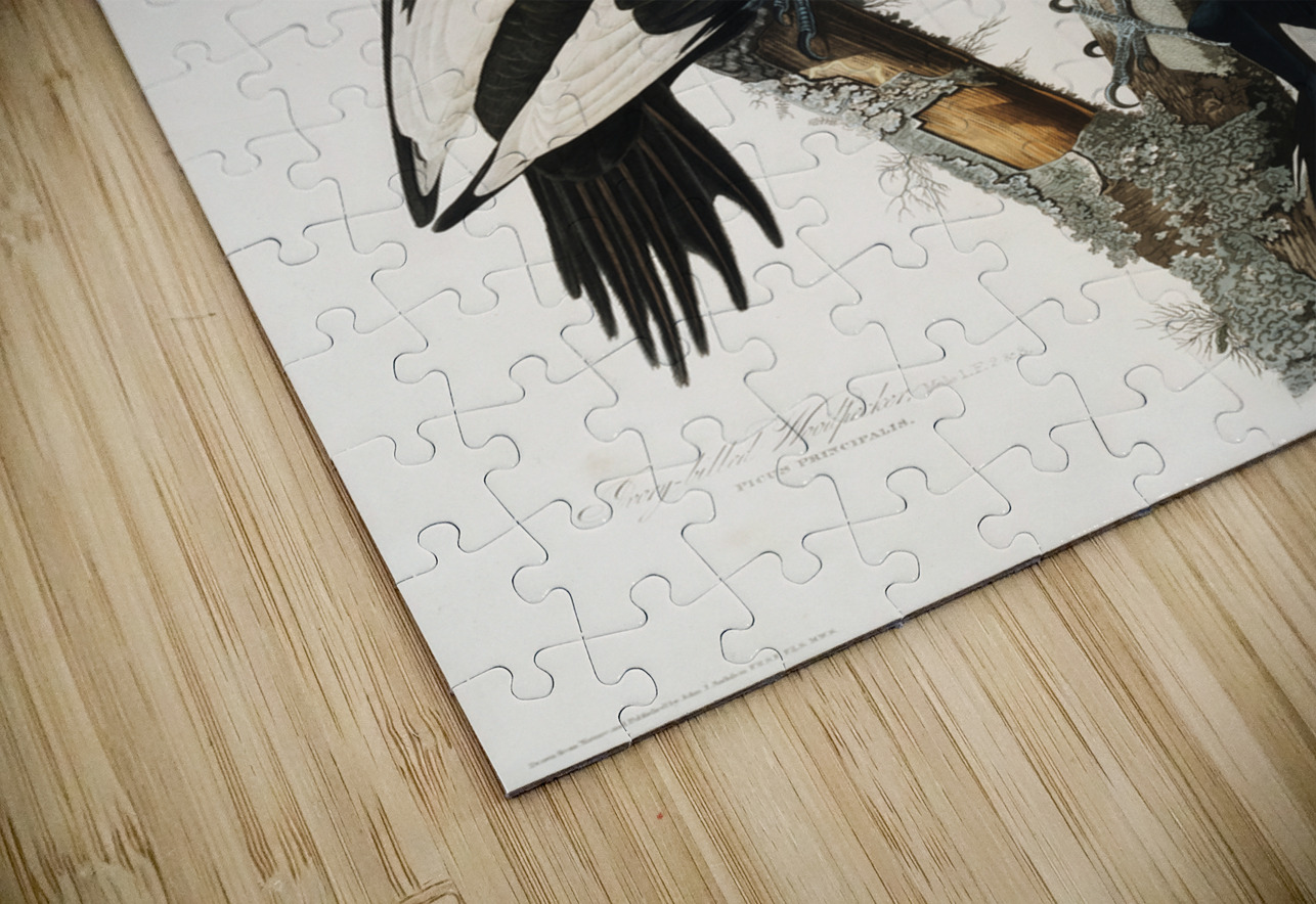 Ivory-billed Woodpecker IStockHistory com Puzzle
