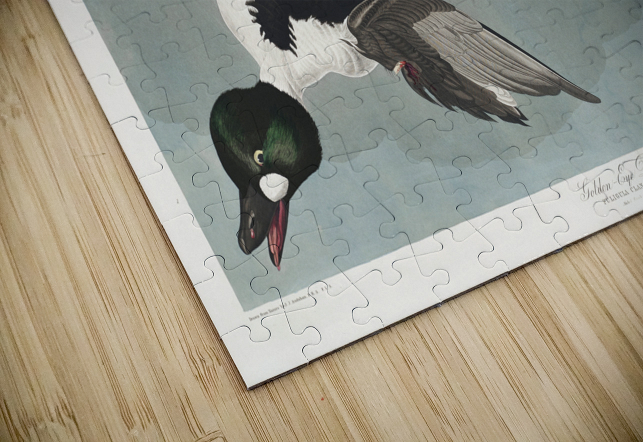 Golden-eye Duck IStockHistory com Puzzle