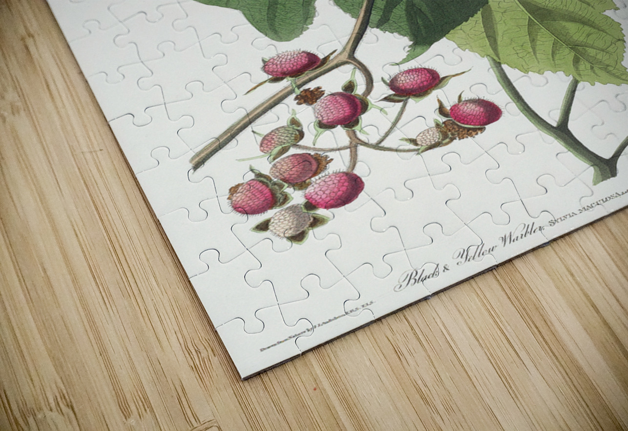 Black & Yellow Warblers IStockHistory com Puzzle