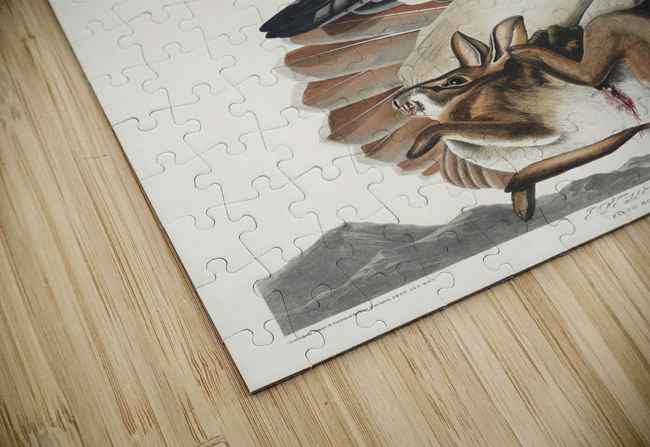 Red-tailed Hawk IStockHistory com Puzzle