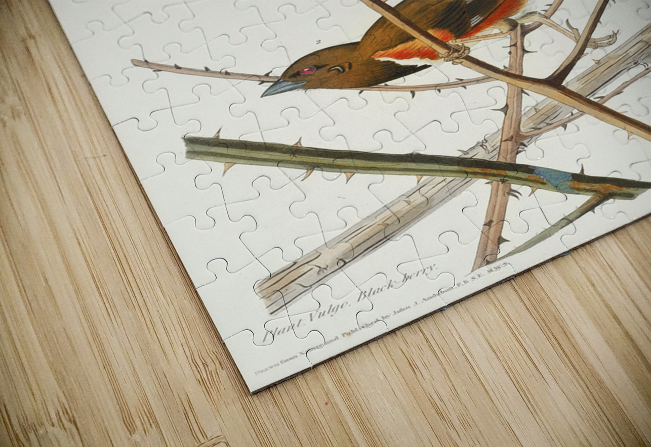 Towee Bunting IStockHistory com Puzzle