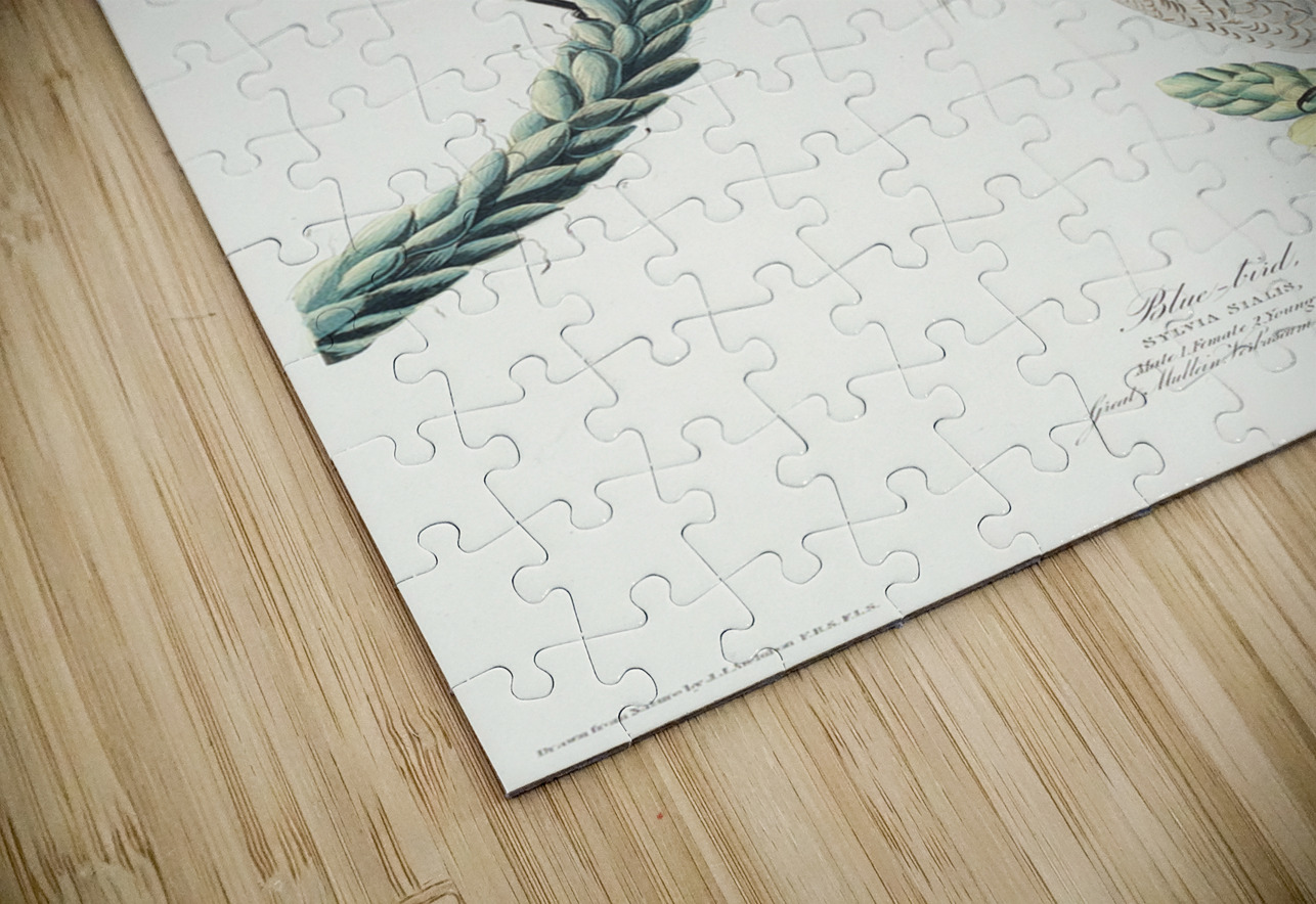 Blue-bird IStockHistory com Puzzle