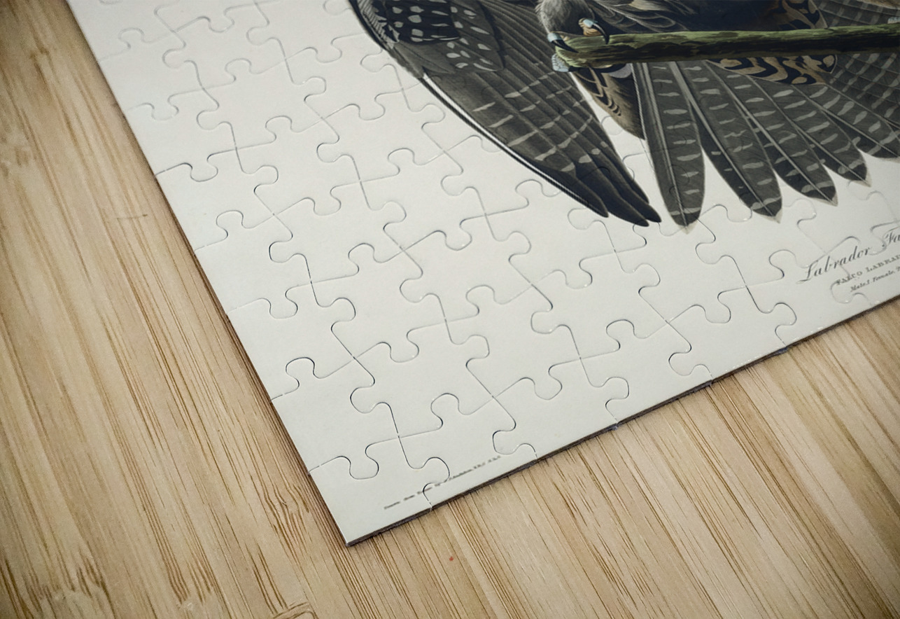 Labrador Falcon IStockHistory com Puzzle