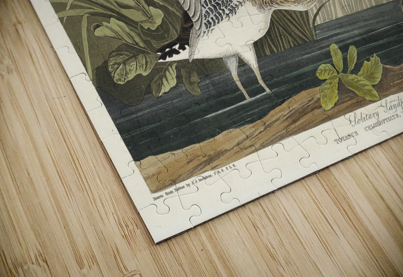 Solitary Sandpiper IStockHistory com Puzzle