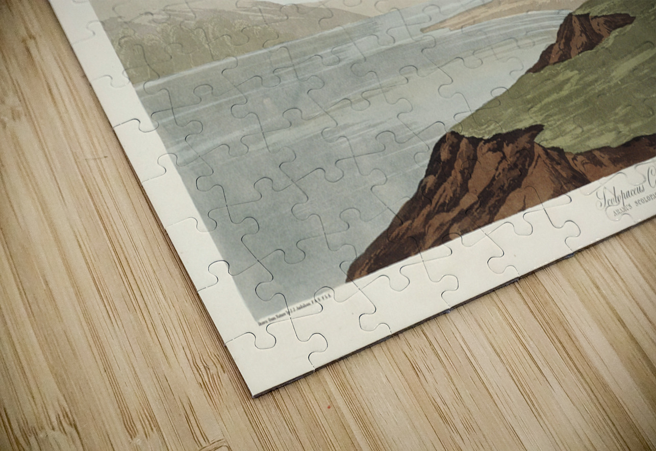 Scolopaceus Courlan IStockHistory com Puzzle