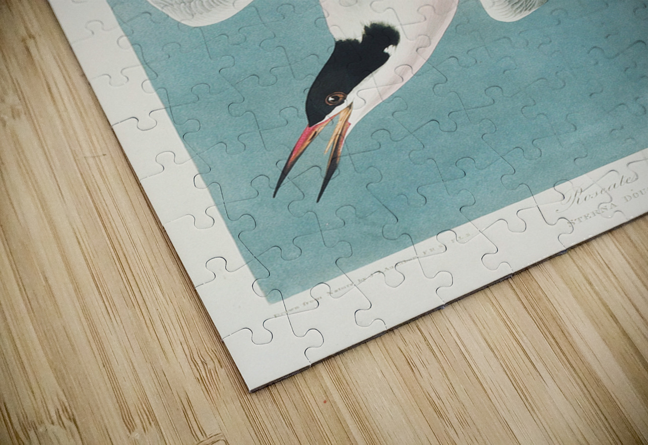 Roseate Tern IStockHistory com Puzzle