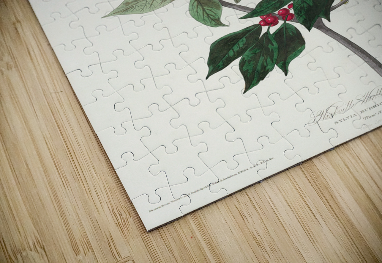 Nashville Warbler IStockHistory com Puzzle