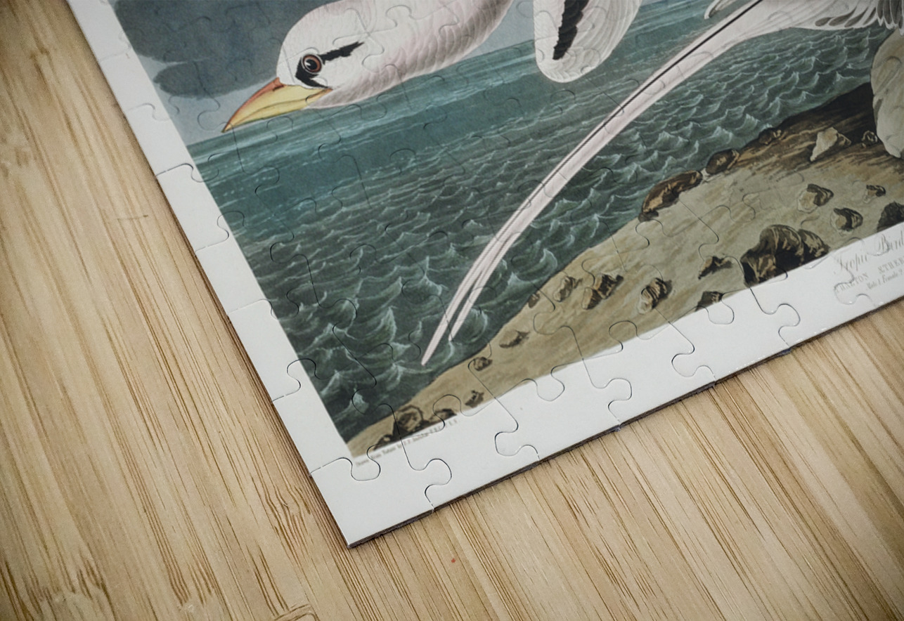 Tropic Bird IStockHistory com Puzzle