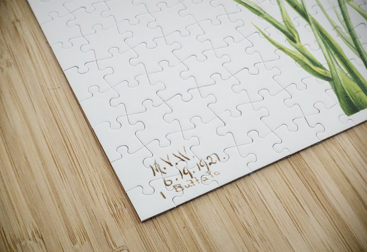 Salsify Tragopogon porrifolius 1921 IStockHistory com Puzzle