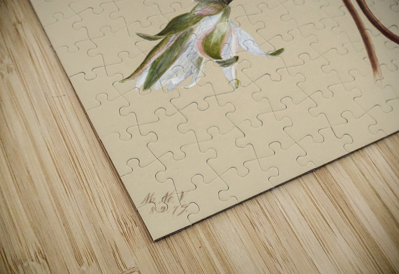 Water Lilies Castalia odorata 1879 IStockHistory com Puzzle