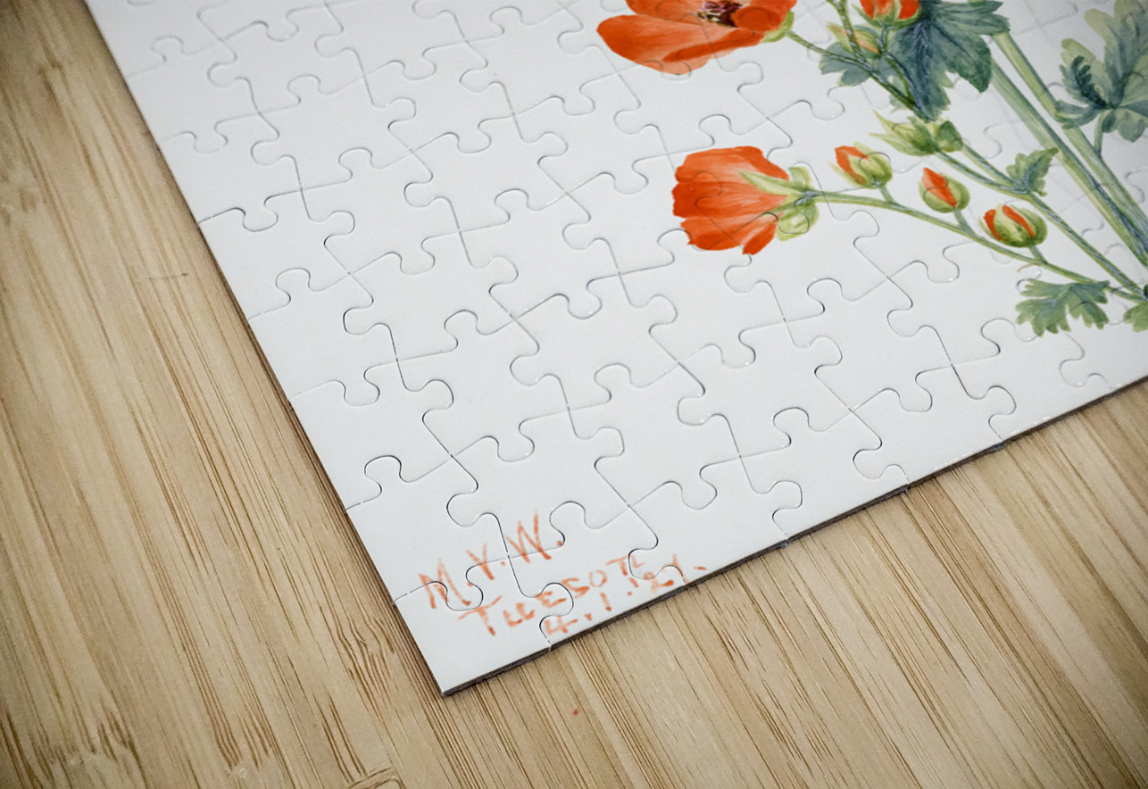 Scarlet Globe Mallow Sphaeralcea grossulariaefolia 1927 IStockHistory com Puzzle