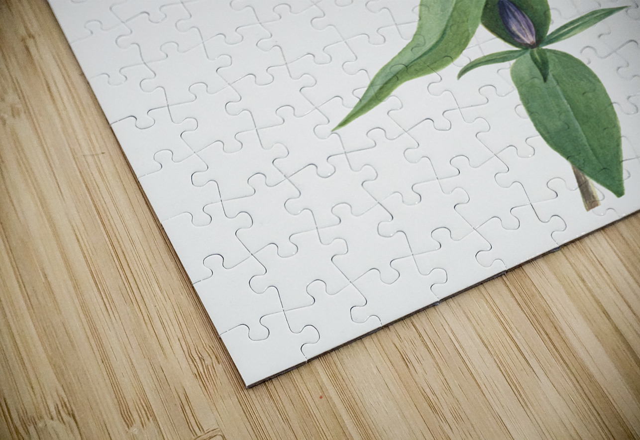 Bottle Gentian Gentiana saponaria 1905 IStockHistory com Puzzle