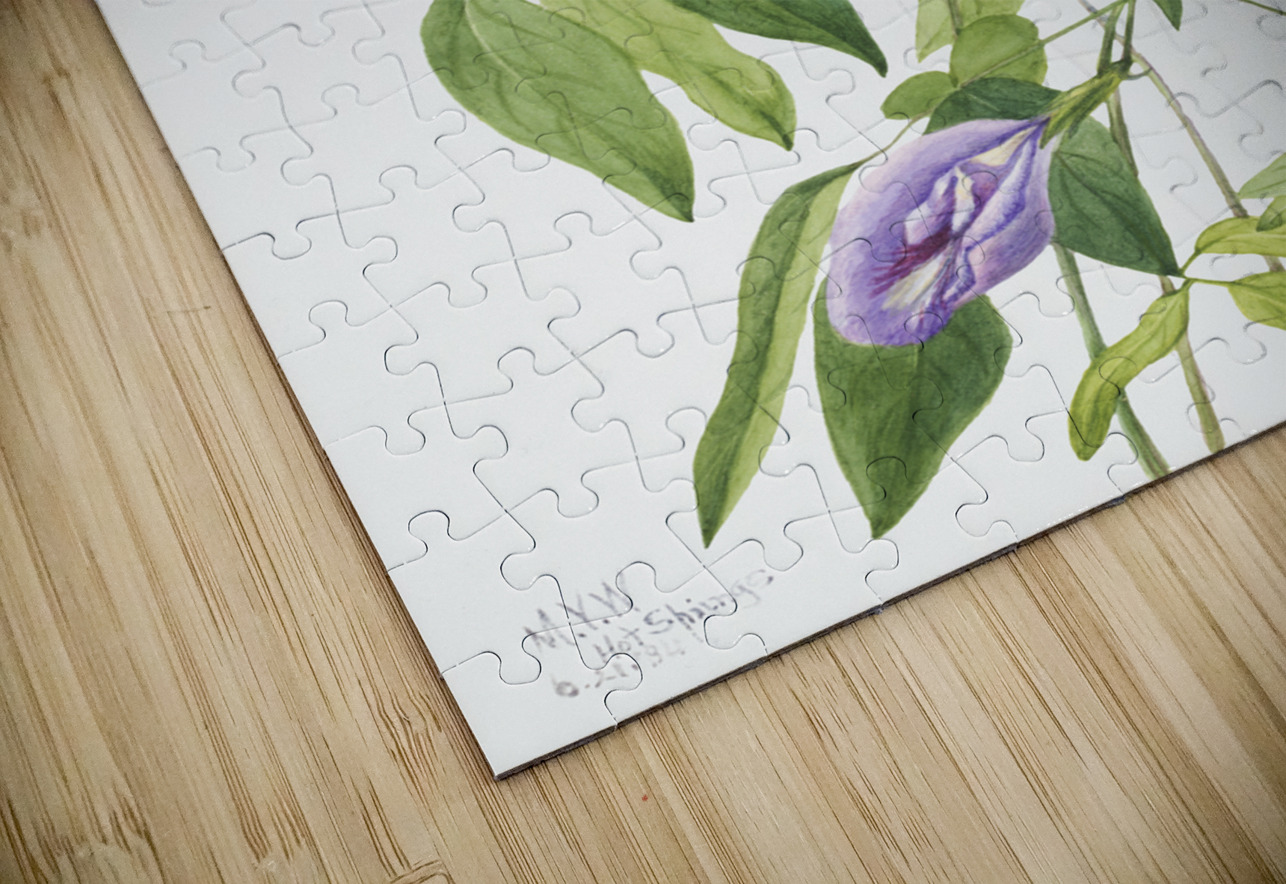 Butterfly Pea Clitoria mariana 1934 IStockHistory com Puzzle