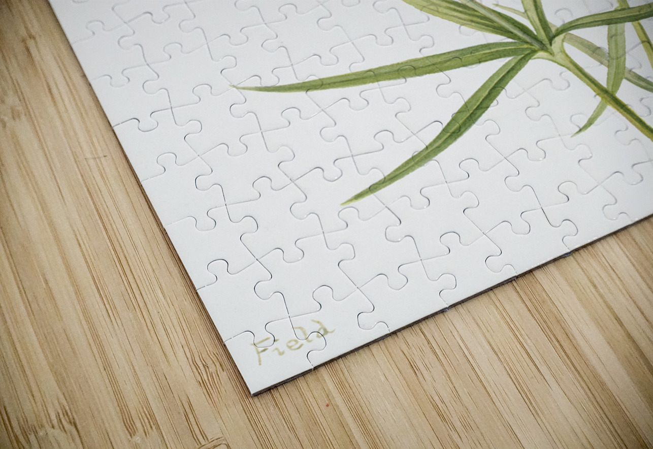 Lily Lilium montanum 1900–1920 IStockHistory com Puzzle