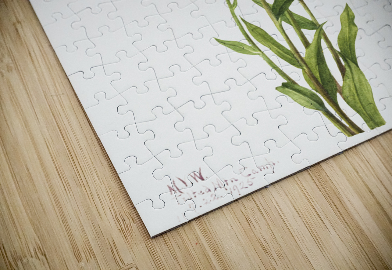 Alaska Fleabane Erigeron salsuginosus 1925 IStockHistory com Puzzle