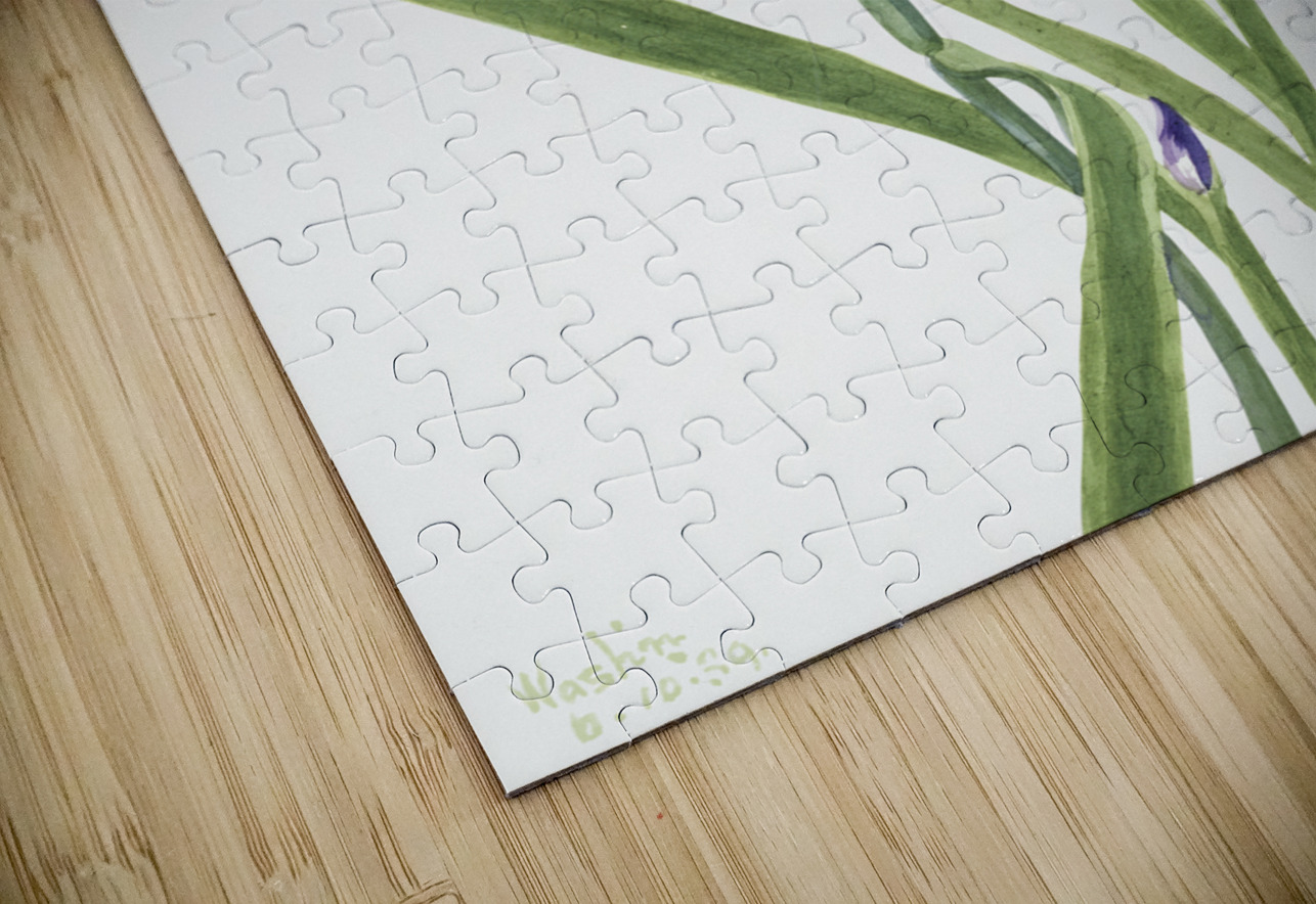 Iris Iris species 1939 IStockHistory com Puzzle