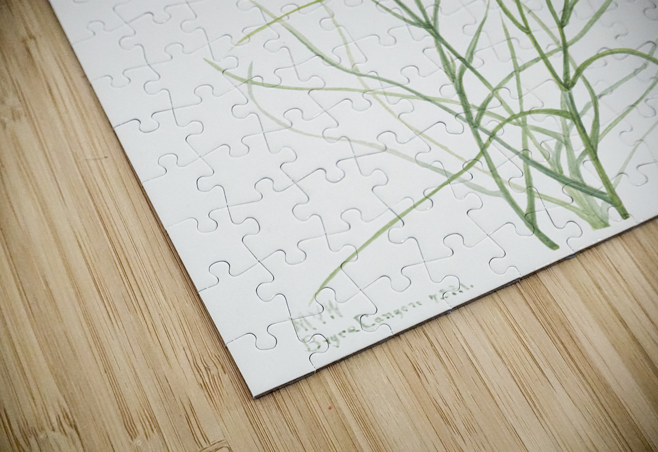 Skeleton Weed Lygodesmia grandiflora 1931 IStockHistory com Puzzle