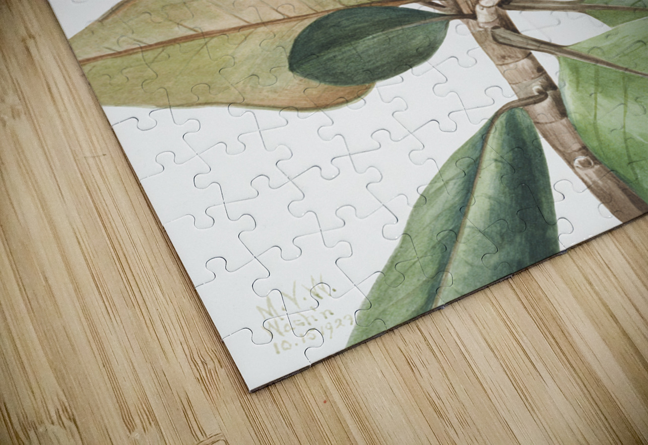 Southern Magnolia Magnolia grandiflora 1923 IStockHistory com Puzzle