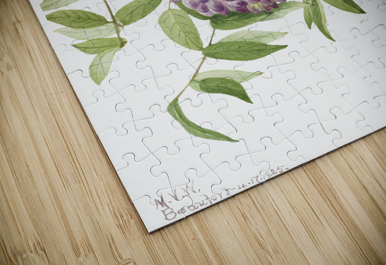 American Wisteria Kraunhia frutescens 1925 IStockHistory com Puzzle