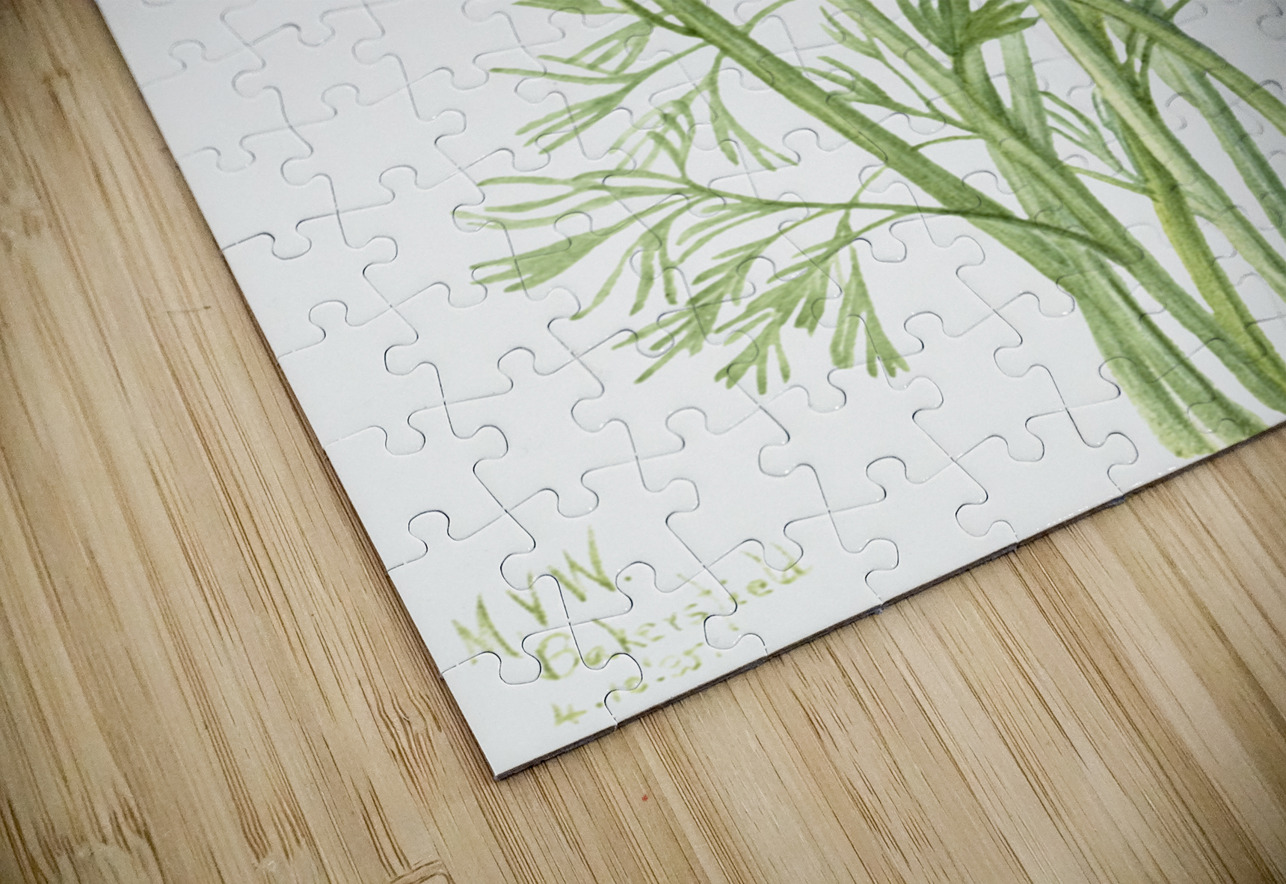 Curly Clematis Clematis crispa 1925 IStockHistory com Puzzle