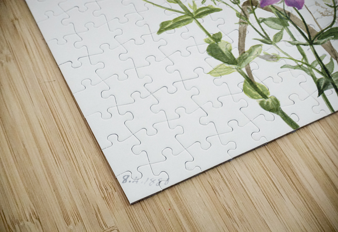 Gentianacease sabbalia angularis 1880 IStockHistory com Puzzle