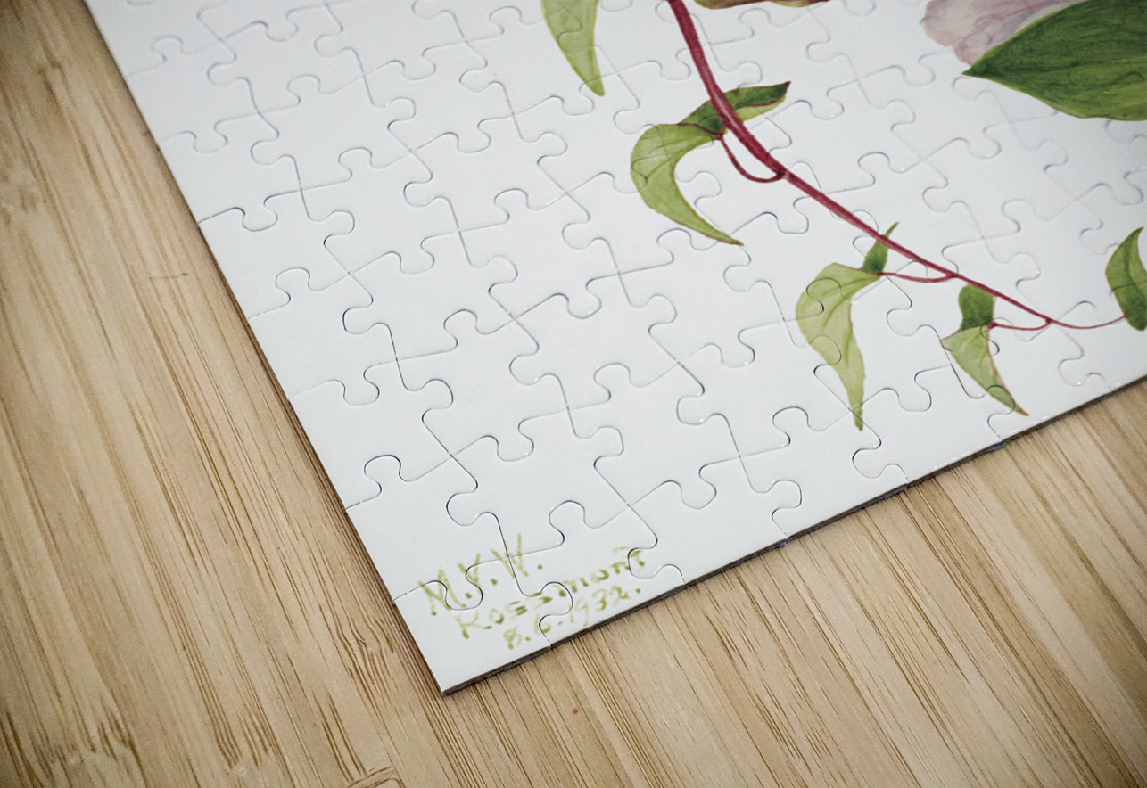 Hedge Bindweed Calystegia Convolvulus sepium 1932  IStockHistory com Puzzle