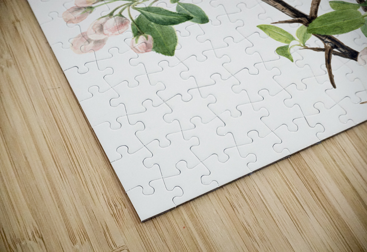 Wild Sweet Crab Malus coronaria 1920 IStockHistory com Puzzle