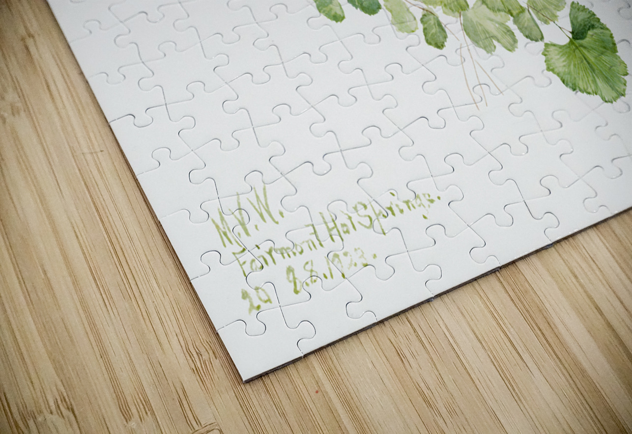 Puccoon Lithospermum ruderale 1923 IStockHistory com Puzzle