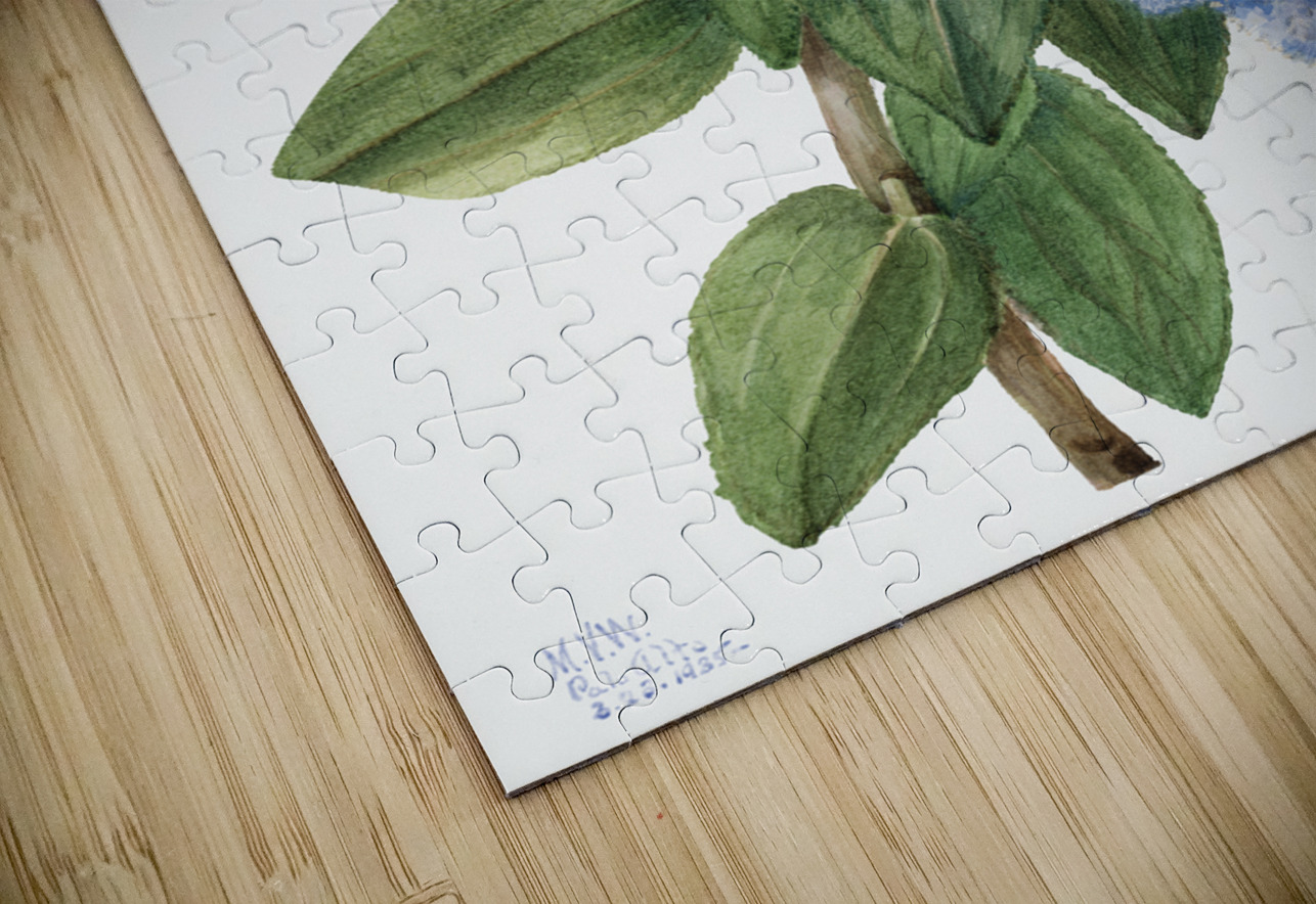 California Lilac Ceanothus thyrsiflorus 1935 IStockHistory com Puzzle