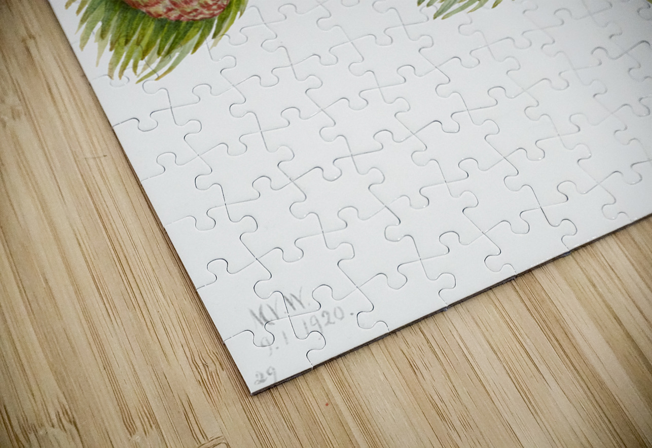 Douglas Fir Pseudotsuga mucronata 1923 IStockHistory com Puzzle