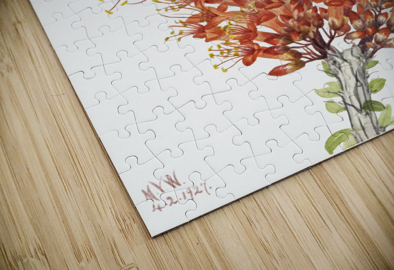 Ocotillo Fouquieria splendens 1927 IStockHistory com Puzzle