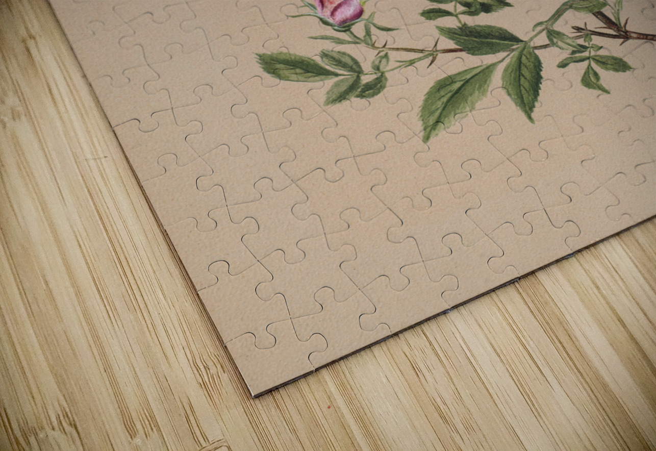 Rose Mallow Hibiscus moscheutos 1878 IStockHistory com Puzzle