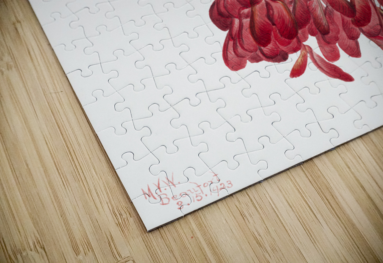 Carolina Maple Acer carolinianum 1923 IStockHistory com Puzzle