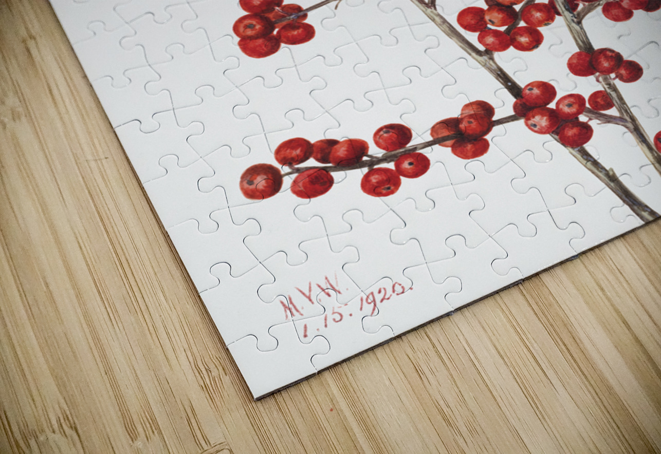 Winterberry Ilex verticillata 1920 IStockHistory com Puzzle