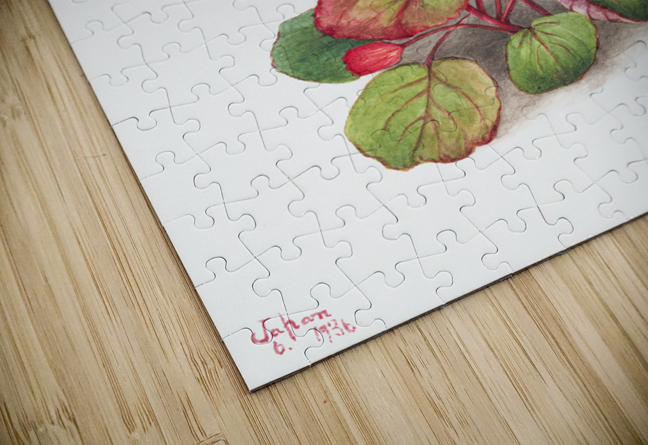 Winterberry Ilex verticillata 1920 IStockHistory com Puzzle