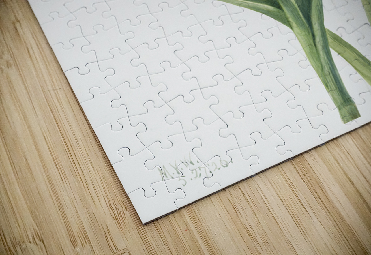 Virginia Spiderwort Tradescantia virginiana 1920 IStockHistory com Puzzle