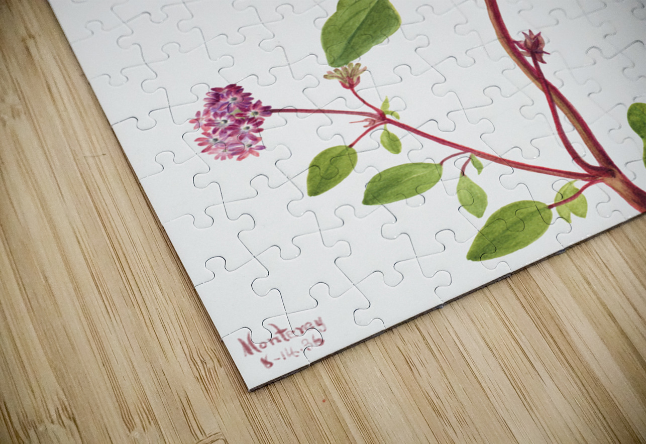 Sand Verbena Abronia umbellata 1936 IStockHistory com Puzzle