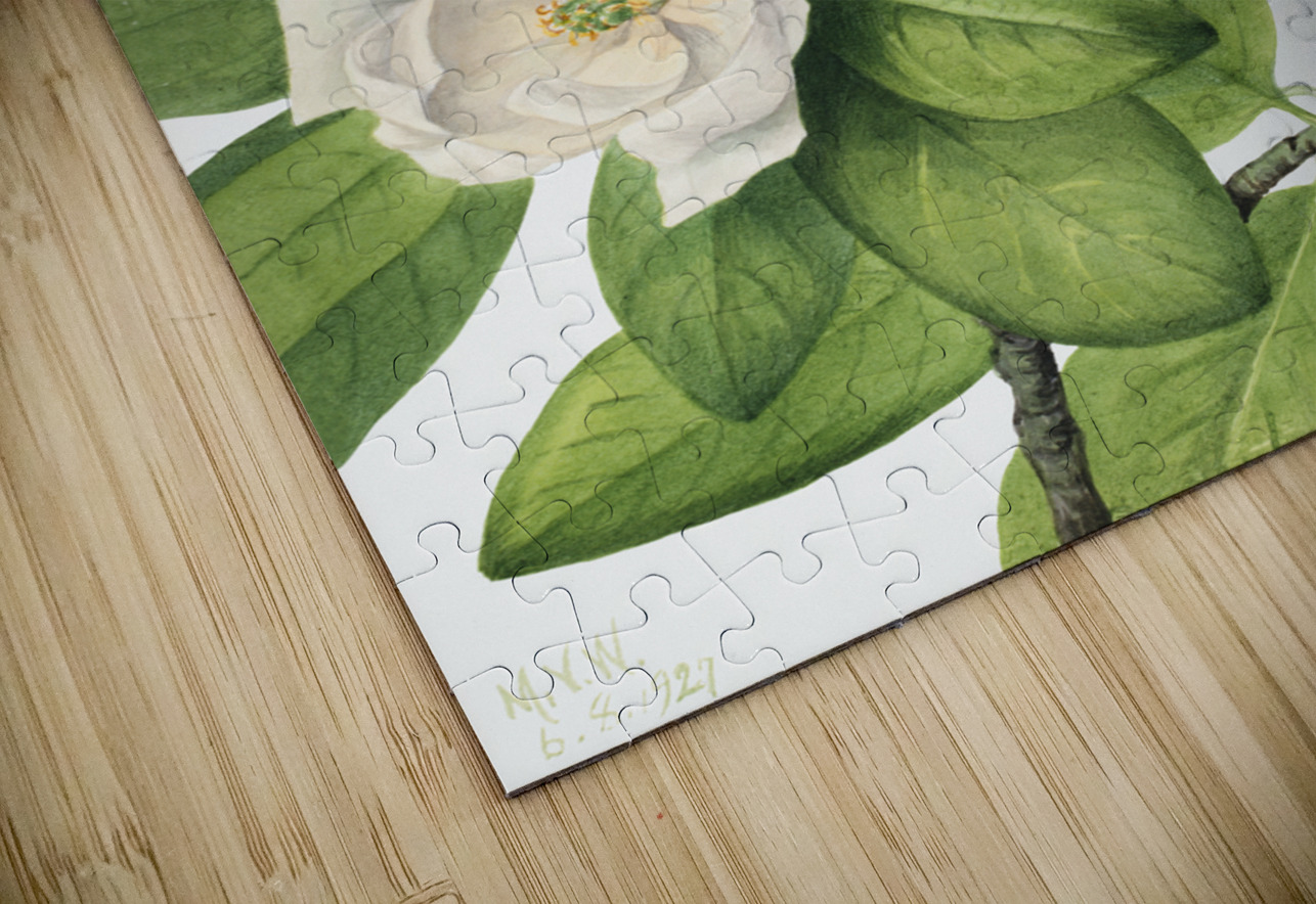 Sweetbay Magnolia virginiana 1927 IStockHistory com Puzzle