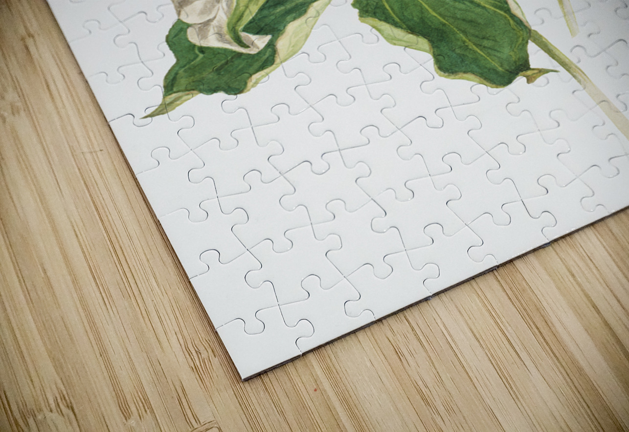 Wake–Robin Trillium grandiflorum 1918 IStockHistory com Puzzle