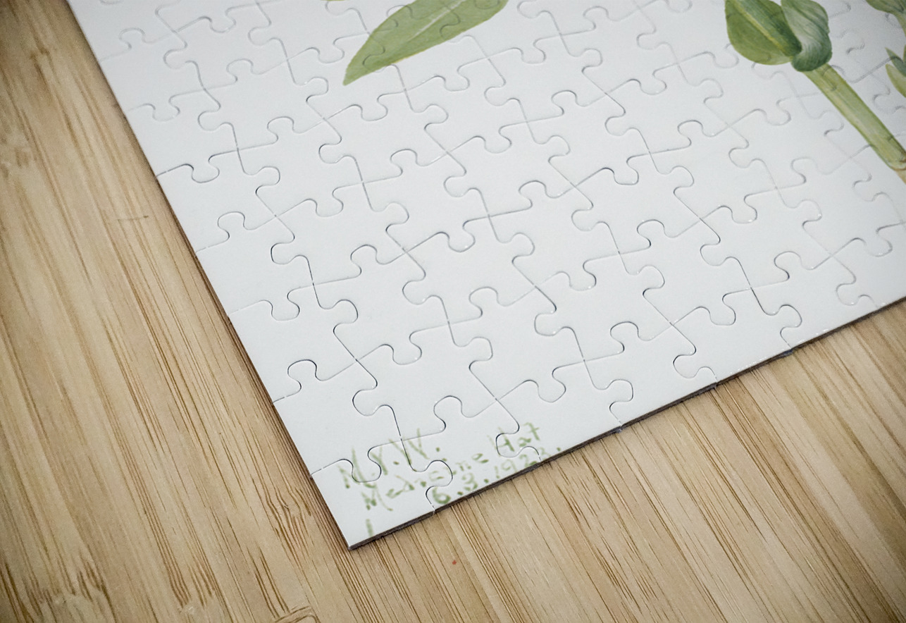 Goldenpea Thermopsis rhombifolia 1923 IStockHistory com Puzzle