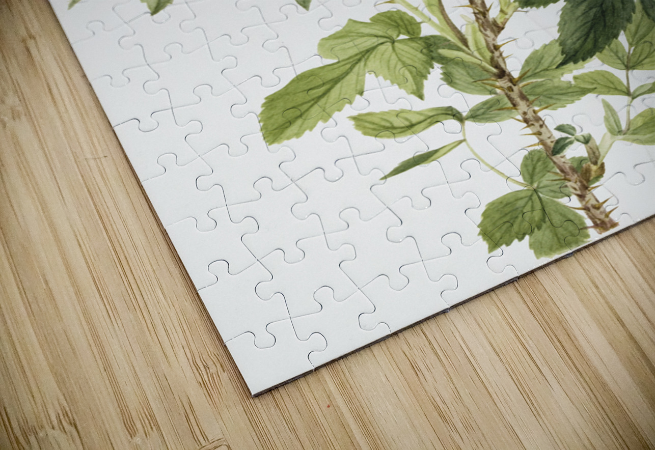 Bourgeau Rose Rosa bourgeauiana 1920 IStockHistory com Puzzle