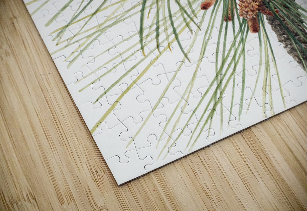 Large Purple Fringe–Orchid Habenaria grandiflora 1926 IStockHistory com Puzzle