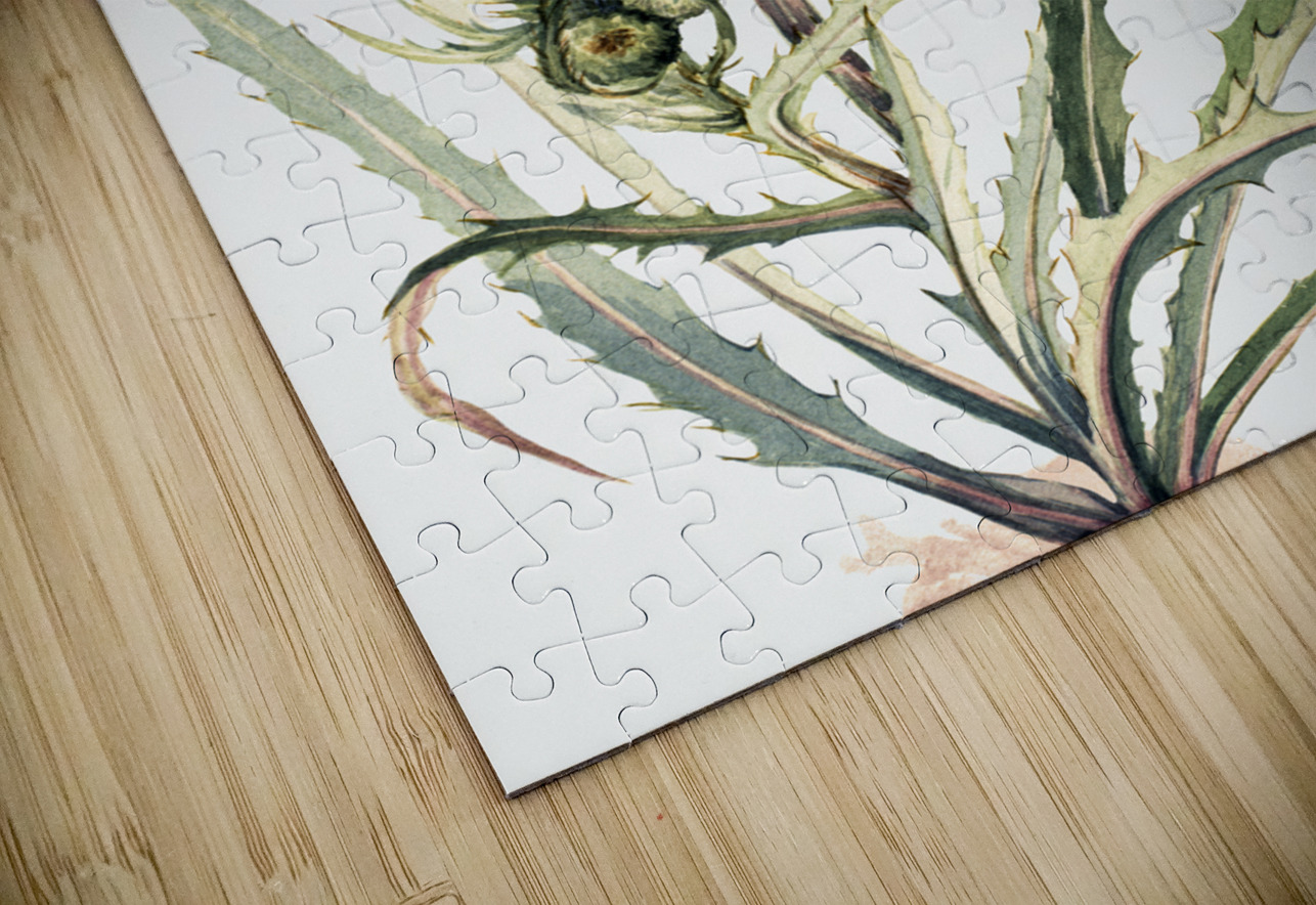 White Thistle Cirsium hookeranum IStockHistory com Puzzle