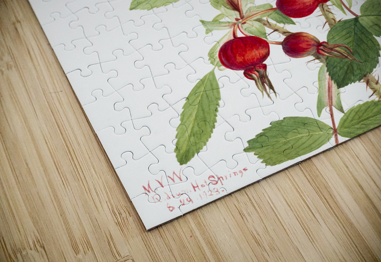 Bourgeau Rose Rosa bourgeauiana 1920 IStockHistory com Puzzle