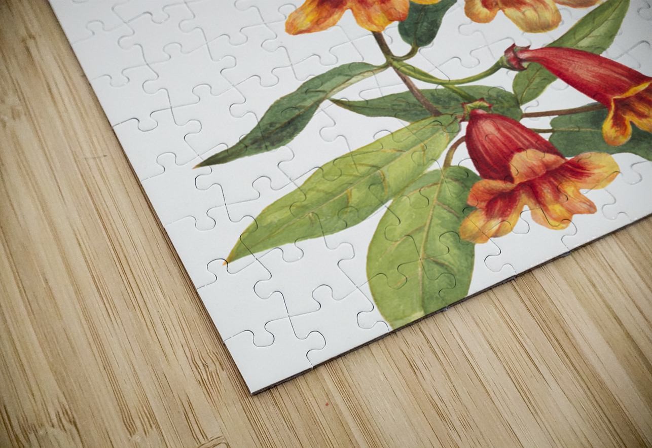 Crossvine Anisostichus capreolatus 1925 IStockHistory com Puzzle