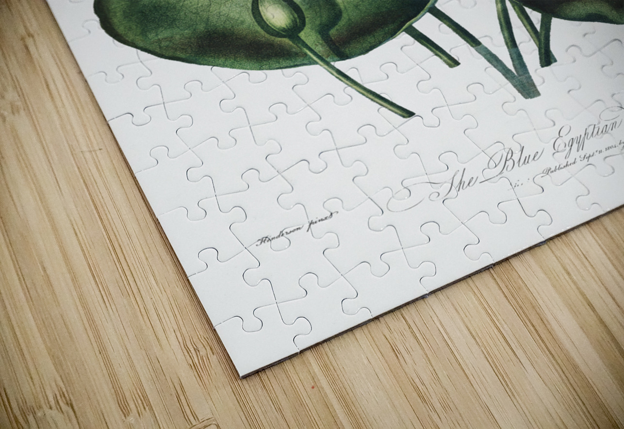 The Blue Egyptian Water-Lily IStockHistory com Puzzle