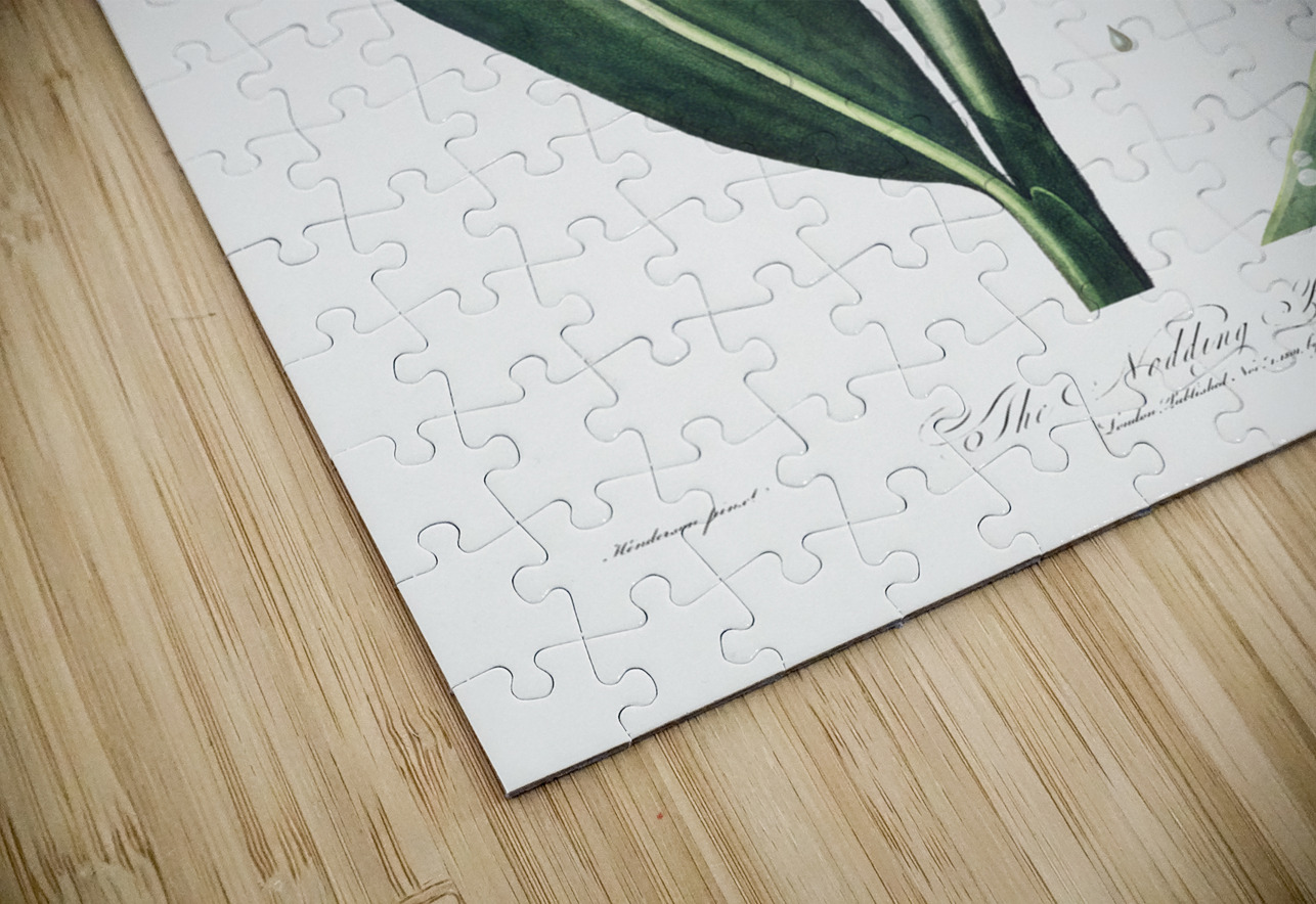 The Nodding Renealmia IStockHistory com Puzzle