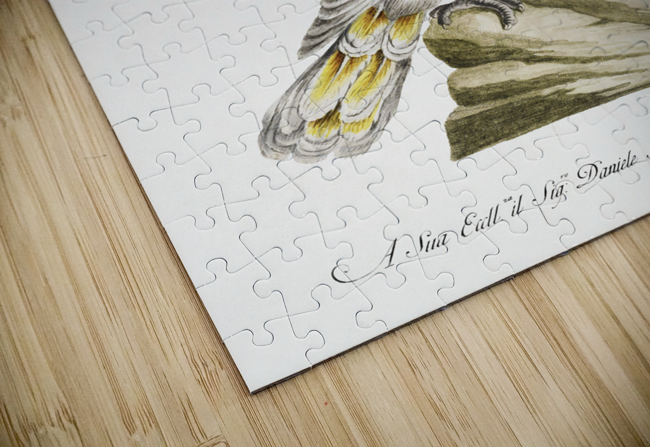 Pappagallo detto cacatua con cresta gialla Cockatoo IStockHistory com Puzzle