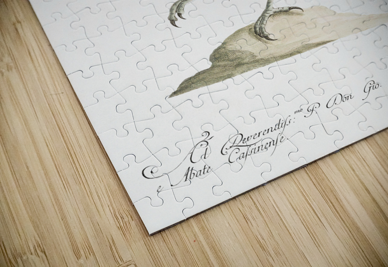 Tucana Aracari Brasilensibus Toucan IStockHistory com Puzzle